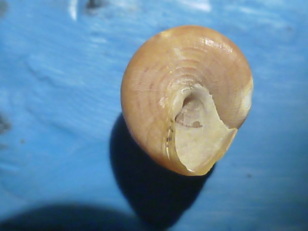 Calliostoma da determinare